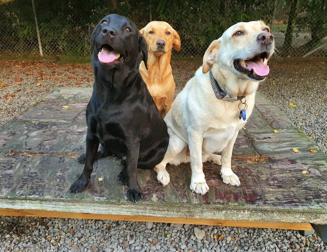 Three Labradors on the deck at Zaminka