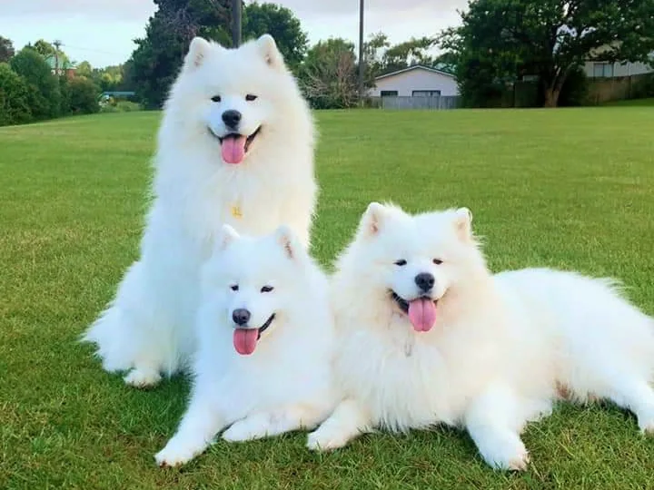 Three of the family's Samoyeds on the grass